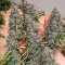 Green Monster Auto (Zambeza Seeds) Cannabis-Samen