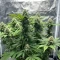Insane OG (Herbies Seeds)