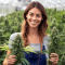 Mimosa (Herbies USA Express)