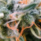 Moby Dick (Herbies USA Express)