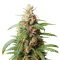 Neville's Rose Auto feminisierte Samen (Delicious Seeds)