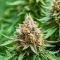Northern Flame (Secret Valley Seeds) Cannabis-Samen