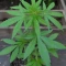 Purple Lemonade Auto RF3 (Fast Buds)
