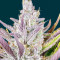 Wedding Glue Auto feminisierte Samen (Fast Buds)