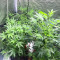 Tropicana Cookies Fast Flowering feminisierte Samen (Fast Buds)