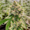 Wedding Cake Autoflower feminisierte Samen (EGS)