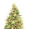 Think Different Auto (Dutch Passion) Cannabis-Samen