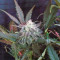 Sweet Skunk Auto (Sweet Seeds) Cannabis-Samen