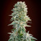 Auto Jack Herer (Advanced Seeds) Cannabis-Samen