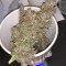 Auto Purple (Original Sensible Seeds) Cannabis-Samen