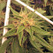 Fruity Pebbles (Tropical Nuggets) (Blackskull Seeds) Cannabis-Samen