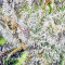 Gorilla x White Widow (Expert Seeds) Cannabis-Samen