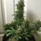 Heisenberg Special Auto (Mephisto Genetics) Cannabis-Samen