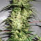 NL5 x Haze Regular (Mr. Nice Seedbank) Cannabis-Samen