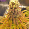 Peyote Purple Regular (CannaBioGen) Cannabis-Samen