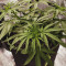 Pineapple Haze Regular (Barney's Farm) Cannabis-Samen