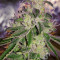 Ripper badazz (Ripper Seeds) Cannabis-Samen
