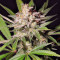 Silver Bubble (Reserva Privada) Cannabis-Samen