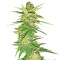 Sweet Bilbo (Genehtik Seeds) Cannabis-Samen