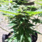 Thin Mint Crack Autoflower (Seedstockers) Cannabis-Samen