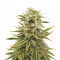 Treasure Island CBD (Sin City Seeds) Cannabis-Samen