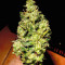 Waist Deep Auto (Heavyweight Seeds) Cannabis-Samen
