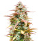 White Haze Automatic (White Label) Cannabis-Samen