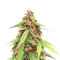 Auto Super OG Kush (Pyramid Seeds) Cannabis-Samen