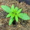 CBD Lemon Aid (Original Sensible Seeds) Cannabis-Samen