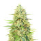 Gorilla G4 Auto (BlimBurn Seeds) Cannabis-Samen