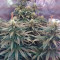 Jack 47 (Sweet Seeds) Cannabis-Samen