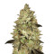 Jacky White (Paradise Seeds) Cannabis-Samen