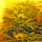 Northern Lights Auto (GHS) Cannabis-Samen