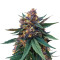 Purple Bud (White Label) Cannabis-Samen