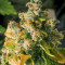 Purple Haze 1 (Positronics Seeds) Cannabis-Samen