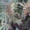 LSD Auto Cannabis-Samen Kaufen