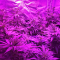 LSD Cannabis-Samen Kaufen
