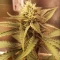 Gorilla Cookies Auto (Fast Buds) Cannabis-Samen zu verkaufen