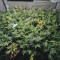 Critical Kush Cannabis-Samen Kaufen