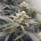 Forbidden Runtz Auto Cannabis-Samen Kaufen