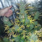 Fast & Vast Auto (Heavyweight Seeds) Cannabis-Samen zu verkaufen