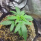 Wedding Cake (Barney's Farm) Cannabis-Samen zu verkaufen