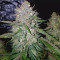 Kaufe Watermelon Z Auto Samen feminisiert von Barney's Farm