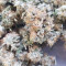 Gorilla Cookies Auto (Fast Buds) Cannabis-Samen zu verkaufen