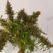 Kaufe Kosher Kush 66 Autoflower Samen feminisiert von EGS