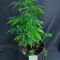Gelato Auto Cannabis-Samen Kaufen