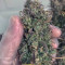 Kosher Cake Auto (Fast Buds) Cannabis-Samen zu verkaufen