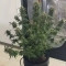 White Rhino (Nirvana Seeds) Cannabis-Samen zu verkaufen