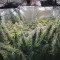 Desfrán (Dutch Passion) Cannabis-Samen zu verkaufen