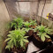 Gorilla Cookies Auto (Fast Buds) Cannabis-Samen zu verkaufen